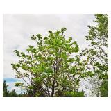 Boulevard Linden Tilia Americana 2.5" caliper, Ball & Burlap SKU#7144