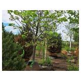 Boulevard Linden Tilia Americana 2.5" caliper, Ball & Burlap SKU#7144