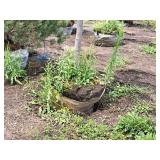 Boulevard Linden Tilia Americana 2.5" caliper, Ball & Burlap SKU#7144