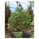 Scotch Pine Pinus Sylvestris 6