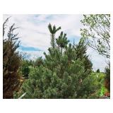 Scotch Pine Pinus Sylvestris 6