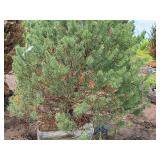 Scotch Pine Pinus Sylvestris 6