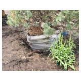 Scotch Pine Pinus Sylvestris 6