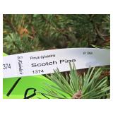 Scotch Pine Pinus Sylvestris 6