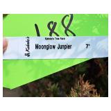 Moonglow Juniper 7