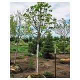 Redmond Linden Tilia Americana Redmond 2.5" caliper, Ball & Burlap SKU#1553