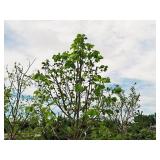 Redmond Linden Tilia Americana Redmond 2.5" caliper, Ball & Burlap SKU#1553