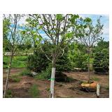 Redmond Linden Tilia Americana Redmond 2.5" caliper, Ball & Burlap SKU#1553