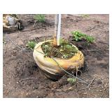 Redmond Linden Tilia Americana Redmond 2.5" caliper, Ball & Burlap SKU#1553