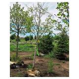 Serviceberry, Autumn Brilliance Amerlanchier x Grandiflora 2" caliper, Ball & Burlap SKU#7063