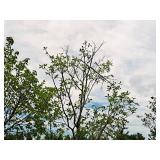 Serviceberry, Autumn Brilliance Amerlanchier x Grandiflora 2" caliper, Ball & Burlap SKU#7063