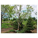 Serviceberry, Autumn Brilliance Amerlanchier x Grandiflora 2" caliper, Ball & Burlap SKU#7063
