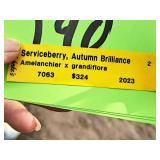 Serviceberry, Autumn Brilliance Amerlanchier x Grandiflora 2" caliper, Ball & Burlap SKU#7063