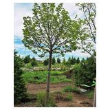 Redmond Linden Tilia Americana Redmond 2.5" caliper, Ball & Burlap SKU#1553