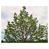 Redmond Linden Tilia Americana Redmond 2.5" caliper, Ball & Burlap SKU#1553