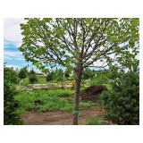 Redmond Linden Tilia Americana Redmond 2.5" caliper, Ball & Burlap SKU#1553