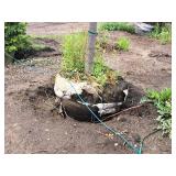 Redmond Linden Tilia Americana Redmond 2.5" caliper, Ball & Burlap SKU#1553