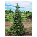 Black Hills Spruce Picea Glauca Densata 6
