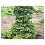 Black Hills Spruce Picea Glauca Densata 6