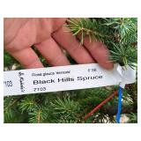 Black Hills Spruce Picea Glauca Densata 6