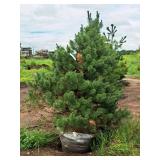 Scotch Pine Pinus Sylvestris 6
