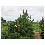 Scotch Pine Pinus Sylvestris 6