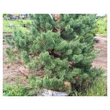 Scotch Pine Pinus Sylvestris 6