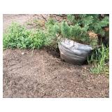 Scotch Pine Pinus Sylvestris 6