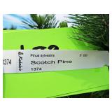 Scotch Pine Pinus Sylvestris 6