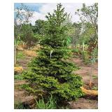 Black Hills Spruce Picea Glauca Densata 6