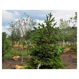 Black Hills Spruce Picea Glauca Densata 6