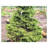 Black Hills Spruce Picea Glauca Densata 6