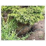 Black Hills Spruce Picea Glauca Densata 6