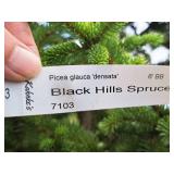 Black Hills Spruce Picea Glauca Densata 6