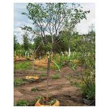 Serviceberry, Autumn Brilliance Amerlanchier x Grandiflora 2" caliper, Ball & Burlap SKU#7063