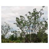 Serviceberry, Autumn Brilliance Amerlanchier x Grandiflora 2" caliper, Ball & Burlap SKU#7063