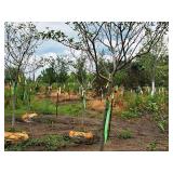 Serviceberry, Autumn Brilliance Amerlanchier x Grandiflora 2" caliper, Ball & Burlap SKU#7063