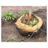 Serviceberry, Autumn Brilliance Amerlanchier x Grandiflora 2" caliper, Ball & Burlap SKU#7063