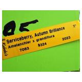 Serviceberry, Autumn Brilliance Amerlanchier x Grandiflora 2" caliper, Ball & Burlap SKU#7063