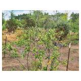 Alder Clump, Speckled Alnus Incana 5
