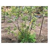 Alder Clump, Speckled Alnus Incana 5