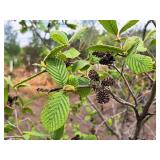 Alder Clump, Speckled Alnus Incana 5