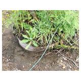 Alder Clump, Speckled Alnus Incana 5