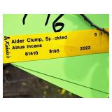 Alder Clump, Speckled Alnus Incana 5