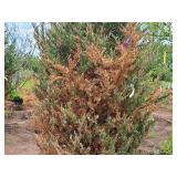 Moonglow Juniper 7