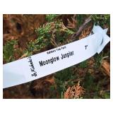 Moonglow Juniper 7