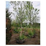 Birch Heritage River Betula Nigra 