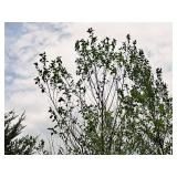 Birch Heritage River Betula Nigra 