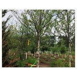 Birch Heritage River Betula Nigra 