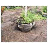 Birch Heritage River Betula Nigra 